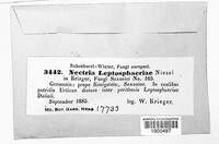 Macroconia leptosphaeriae image